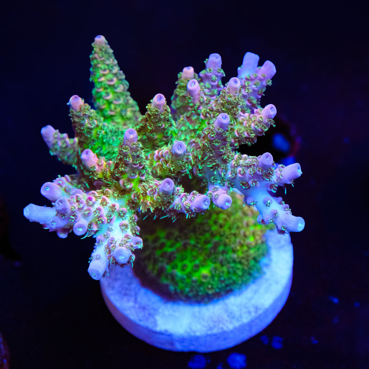 UW Rainbow Table Millepora WYSIWYG - J4