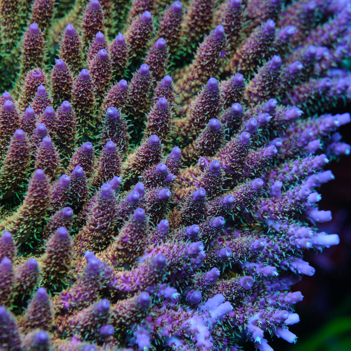 UW Rainbow Table Acropora