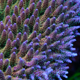 UW Rainbow Table Acropora