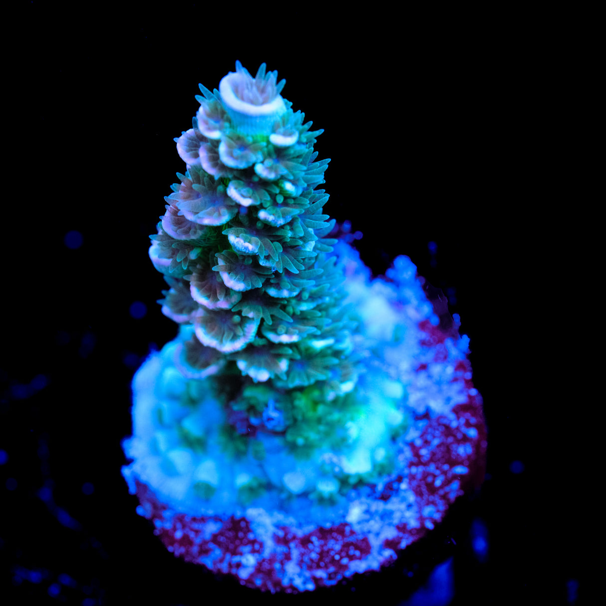 UW Tickle Me Pink Acropora Tenuis