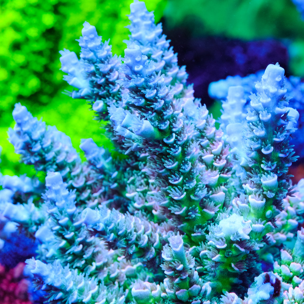 UW Tickle Me Pink Acropora Tenuis