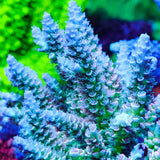 UW Tickle Me Pink Acropora Tenuis