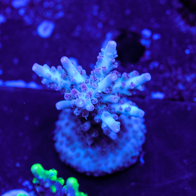 UW White Lotus Acropora WYSIWYG - Q4