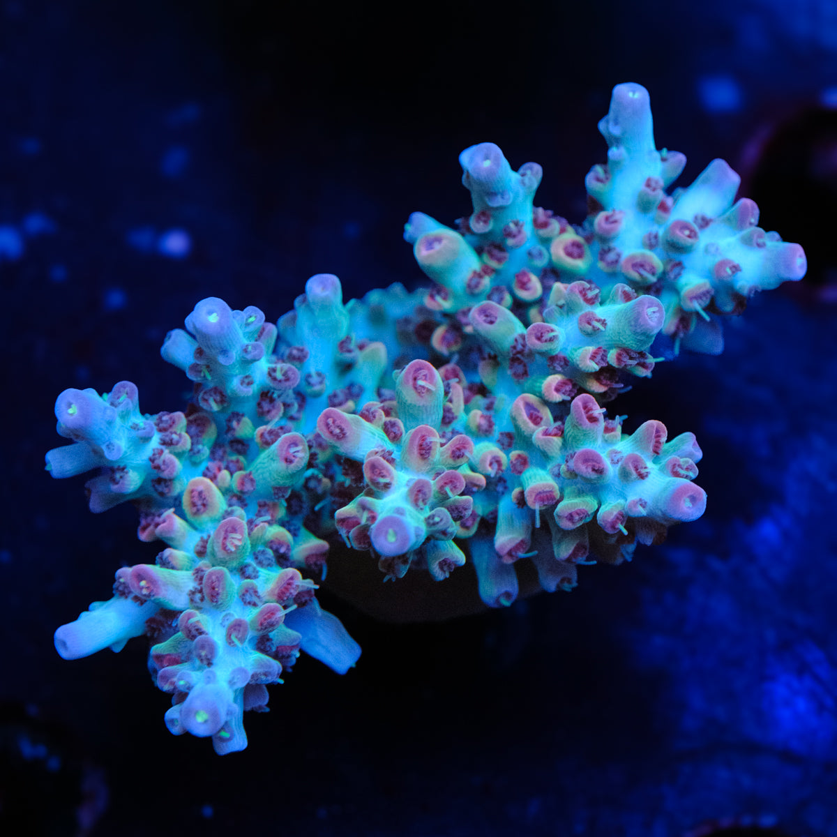 UW White Lotus Acropora WYSIWYG - U4