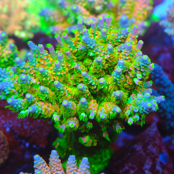 UW Better than Homewrecker Acropora – Underwater Wonders