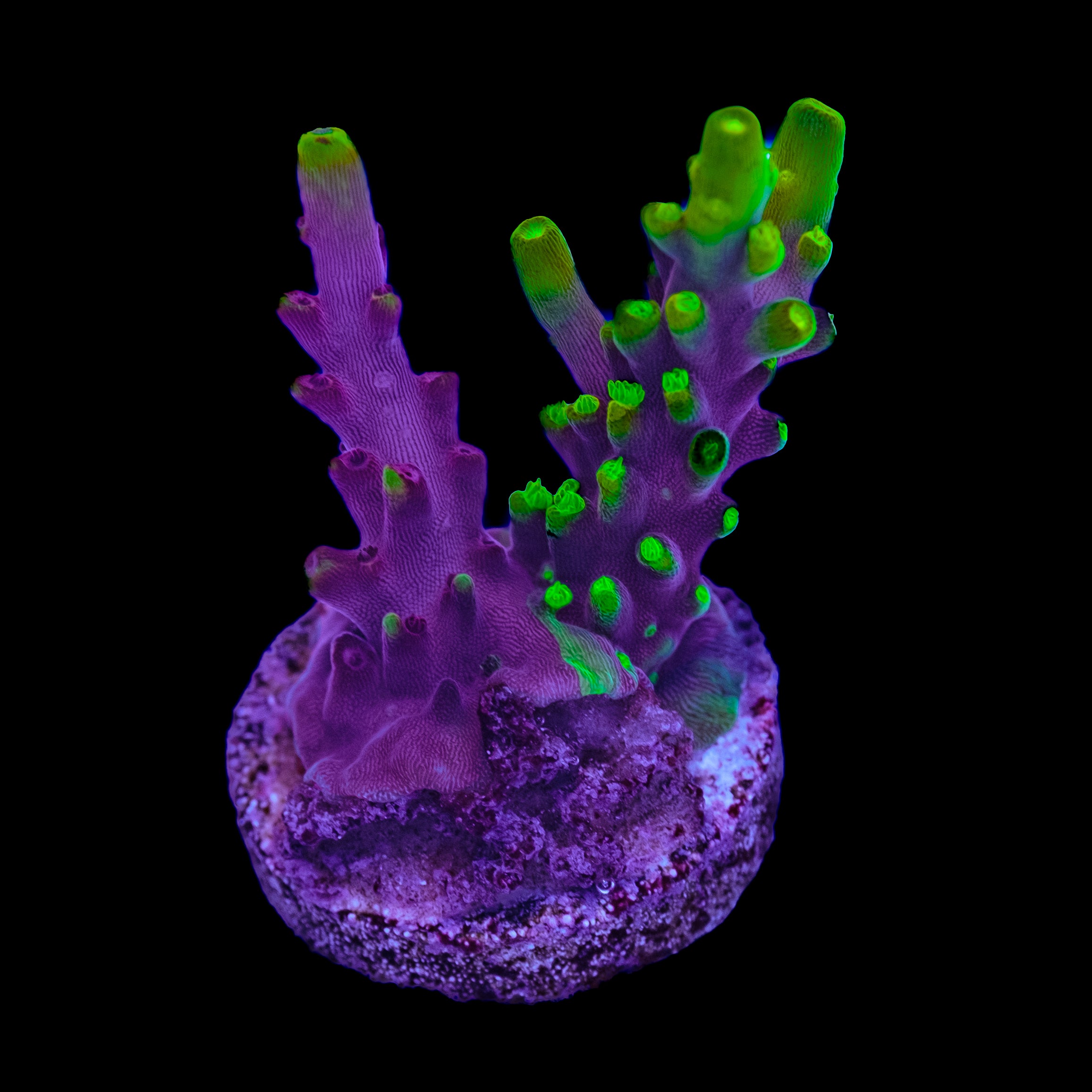 UW Spliced Fox Flame Acropora – Underwater Wonders