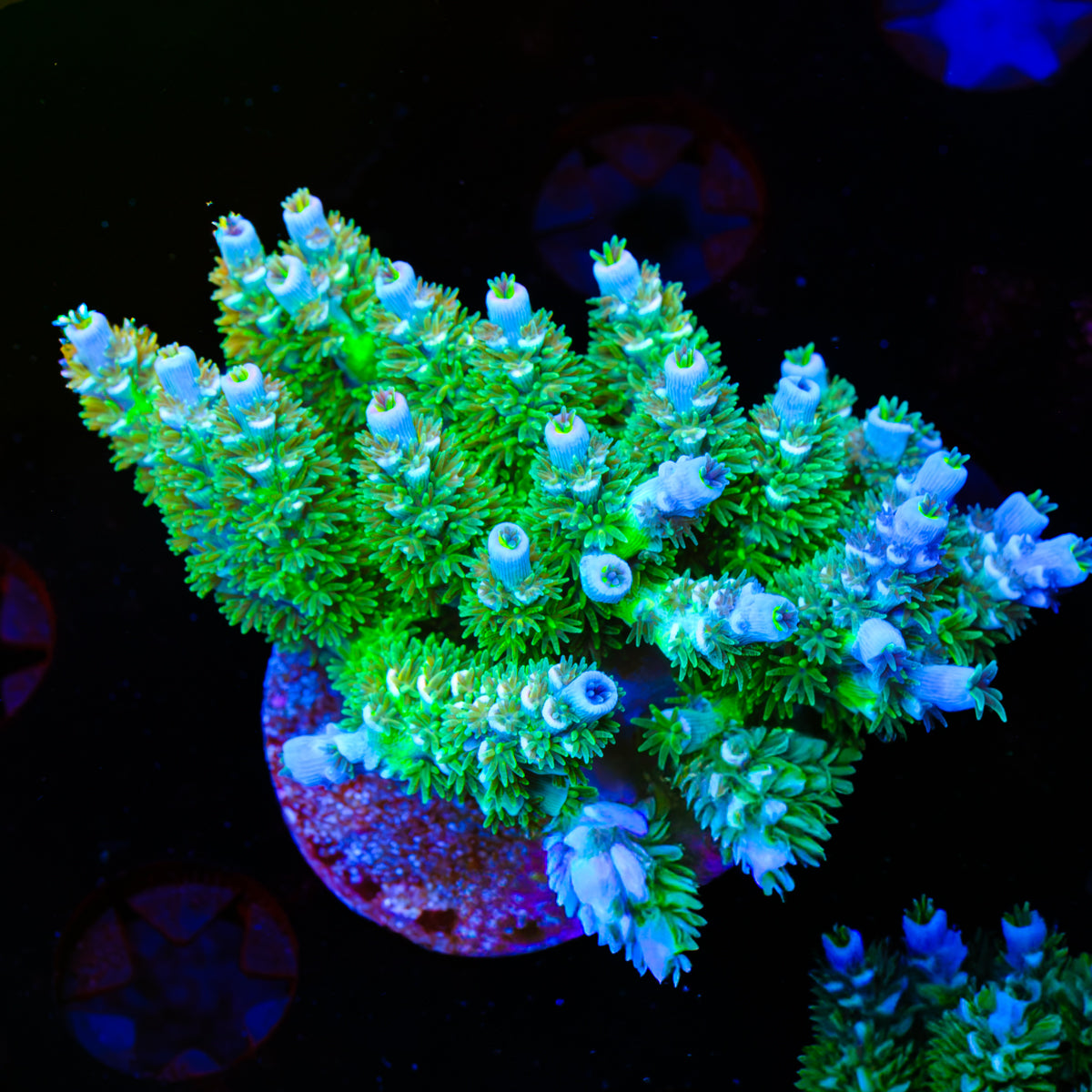 UW Hocus Pocus Tenuis (Mini colony) WYSIWYG - Y6