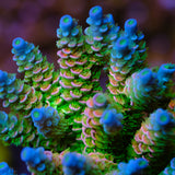 UW Not Lasermelon Acropora Tenuis