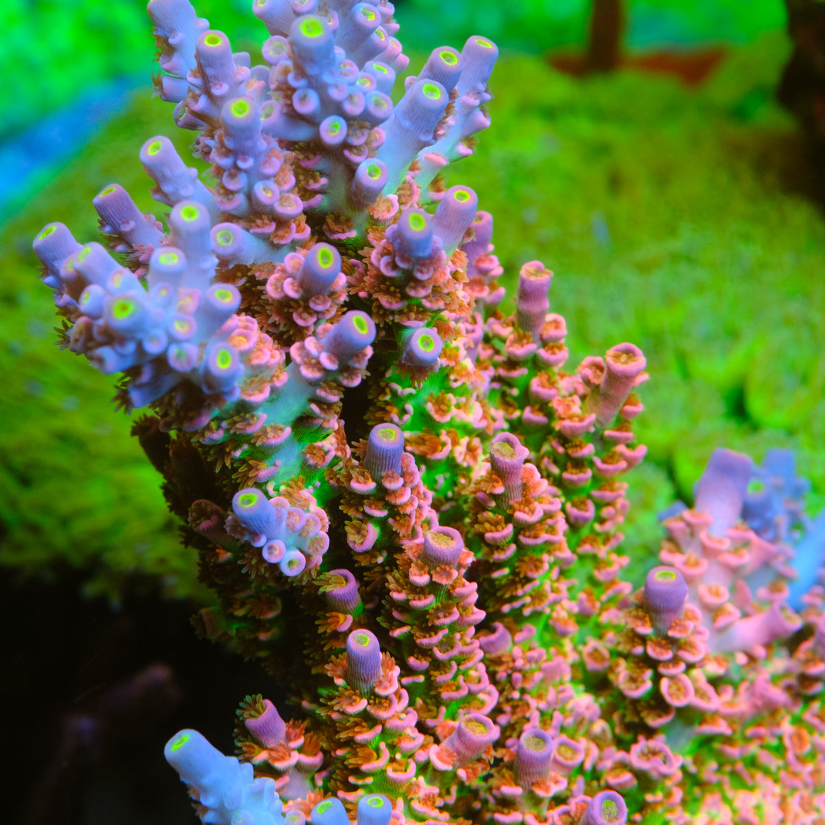 Acropora – Underwater Wonders
