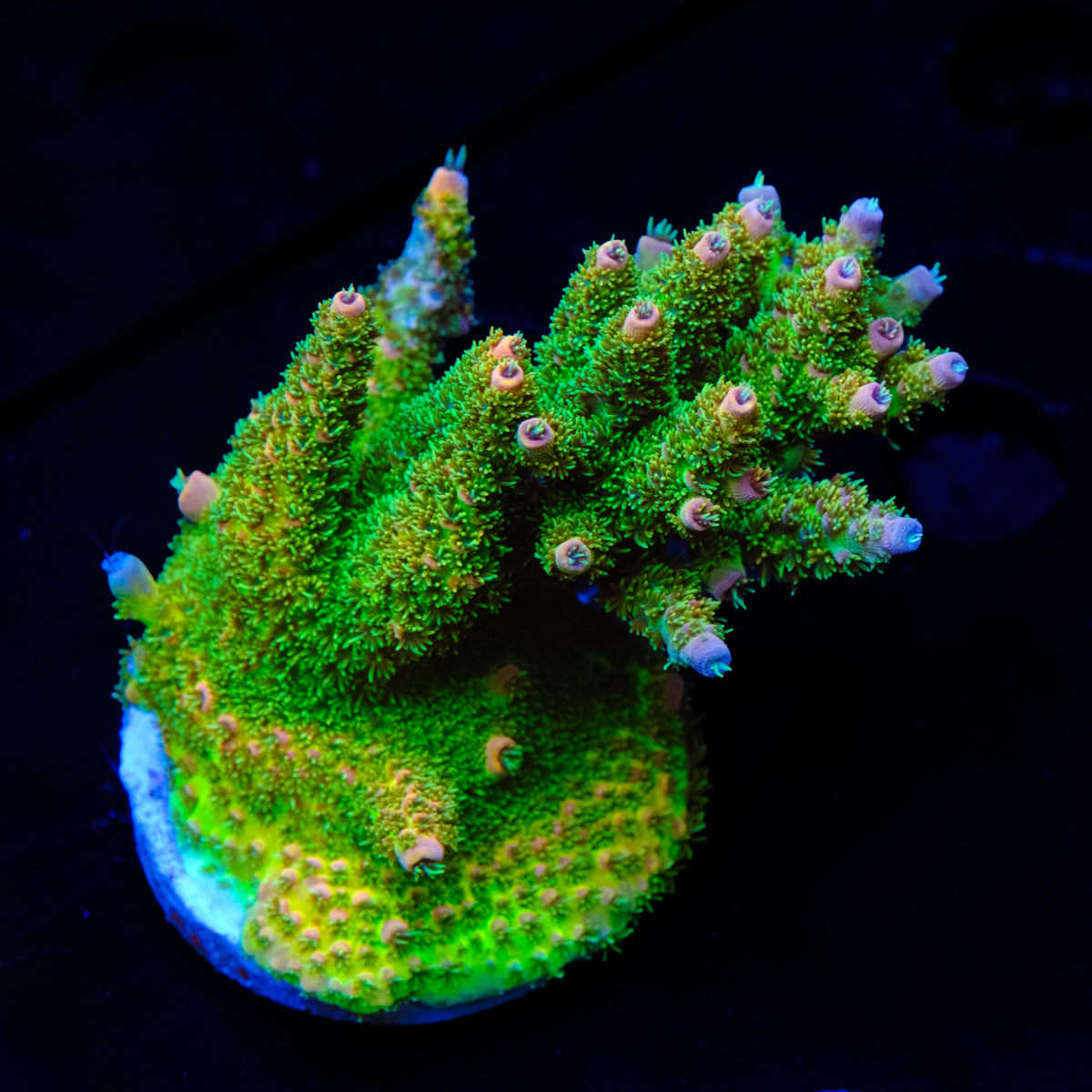 UW Rainbow Table Millepora WYSIWYG - F2-4