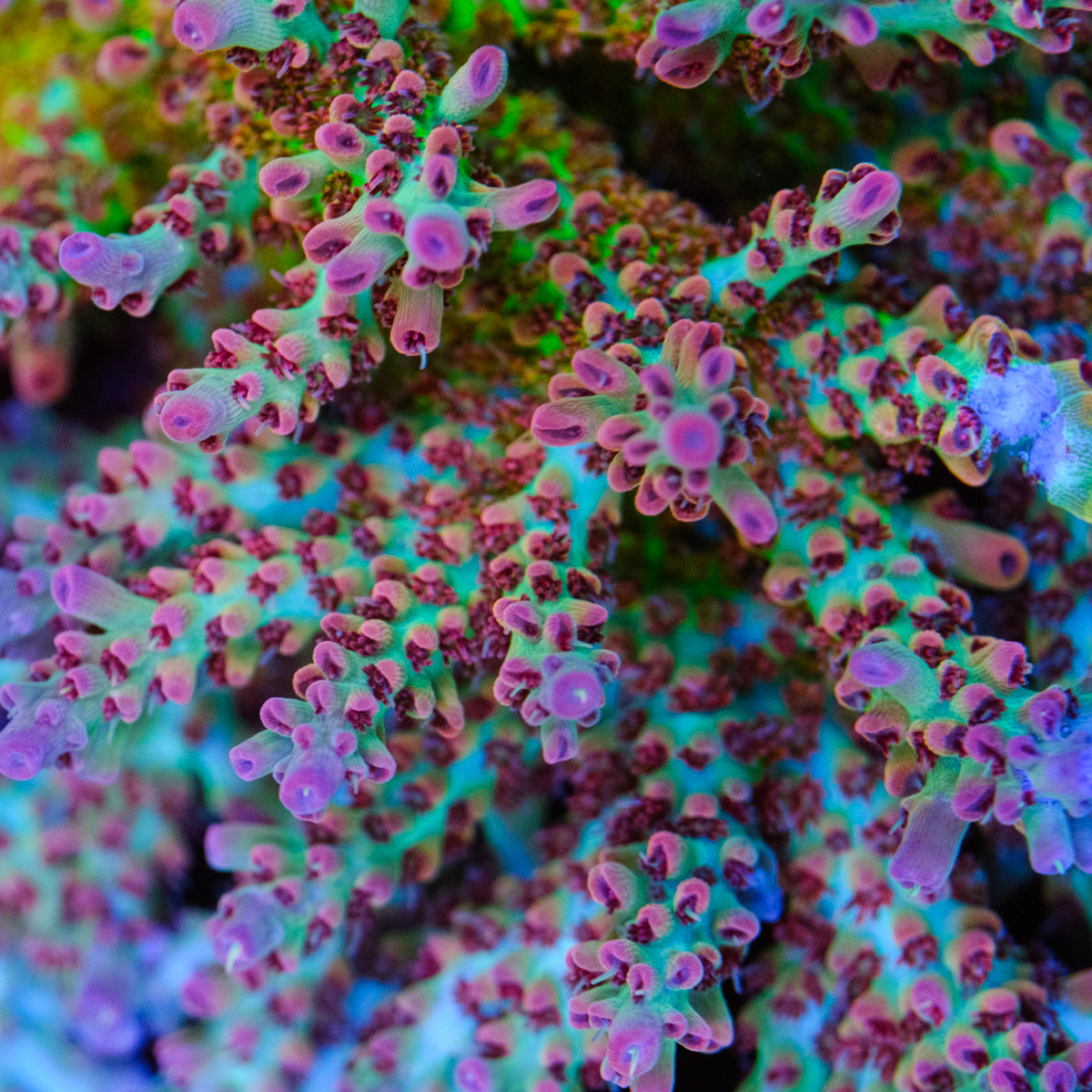 UW White Lotus Acropora