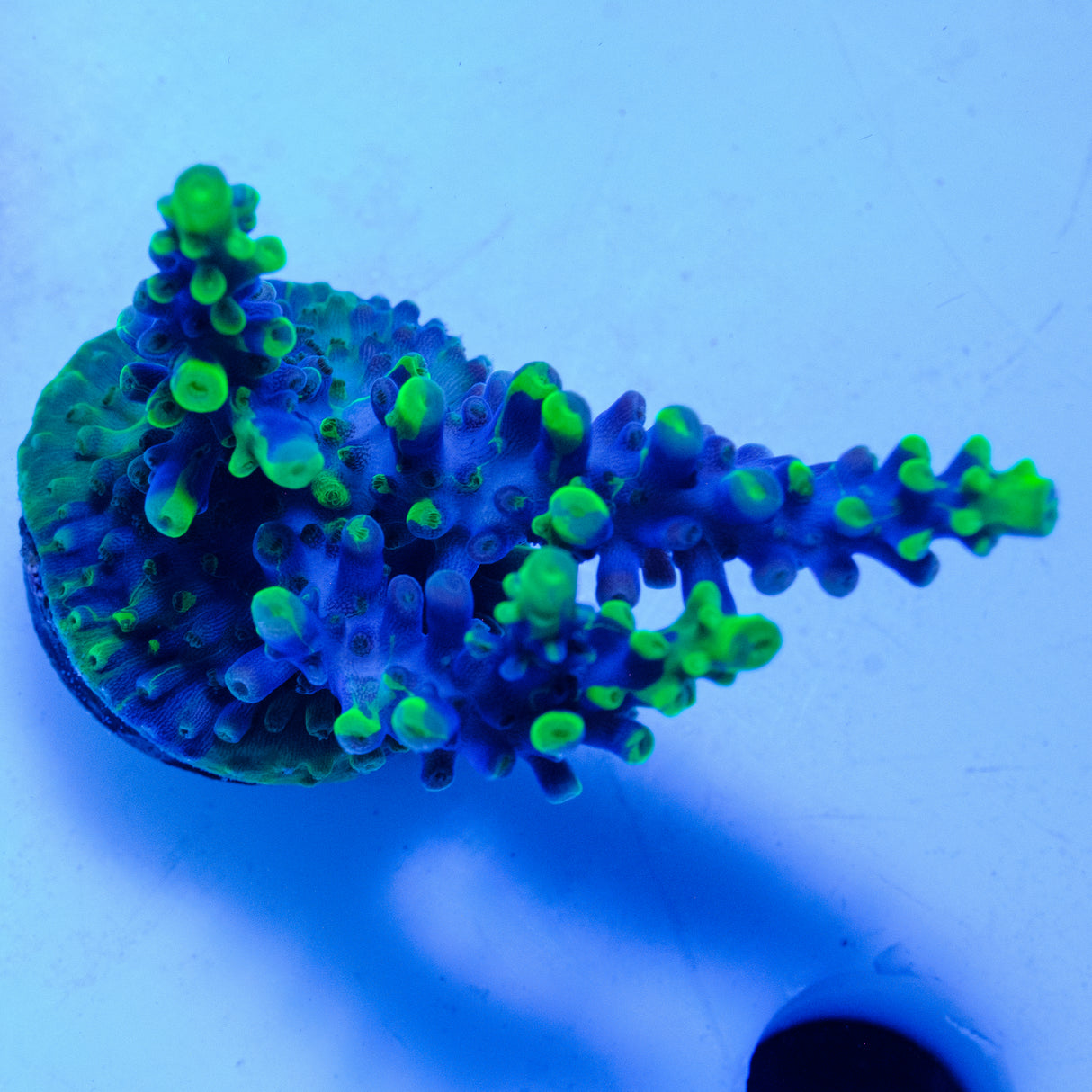 Valida Acropora Splice WYSIWYG-X4