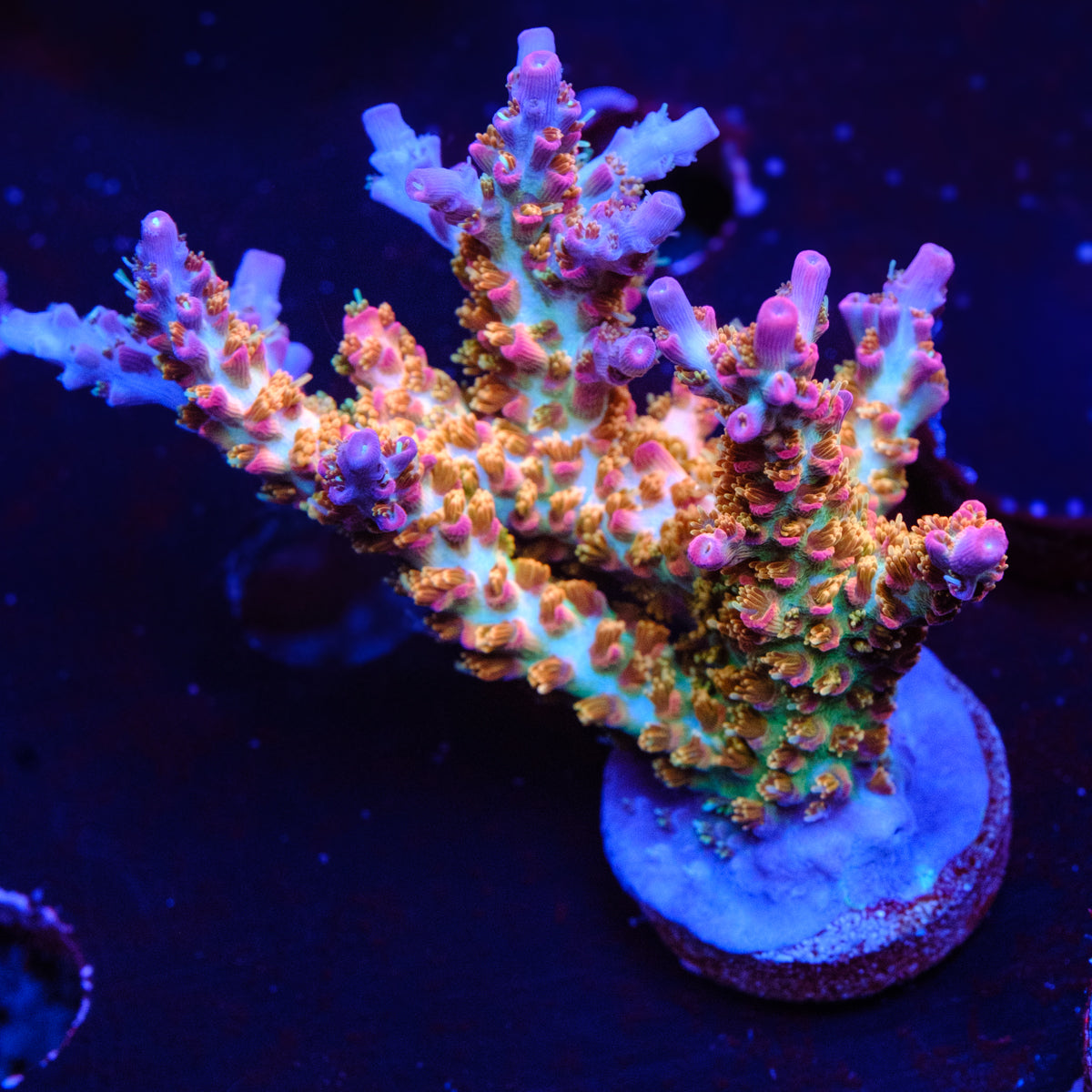 Vivid's Confetti Acropora WYSIWYG - Y2-4