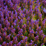 Vivid's Confetti Acropora