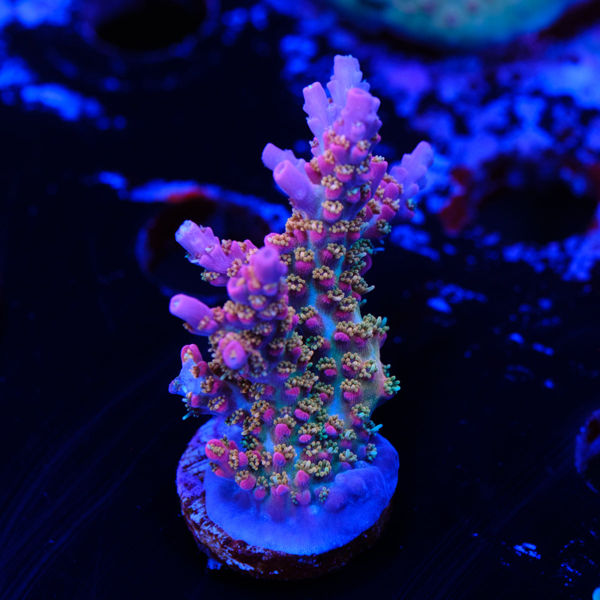 Vivid's Confetti Acropora WYSIWYG - E2