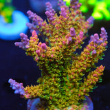 Vivid's Confetti Acropora