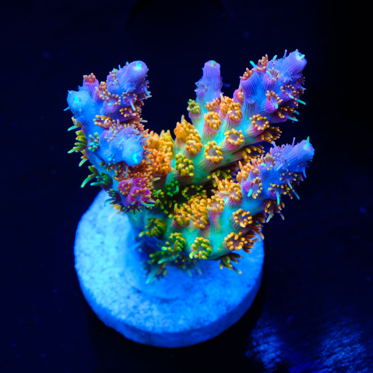 Vivids Confetti Acropora WYSIWYG - K2-4