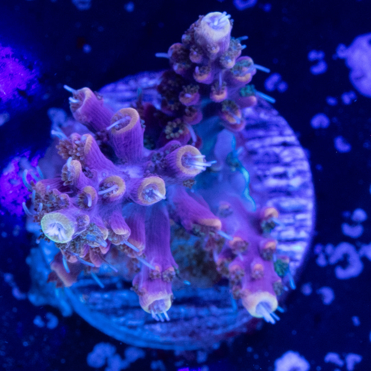 Voodoo Magic Acropora