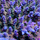 Voodoo Majick Acropora