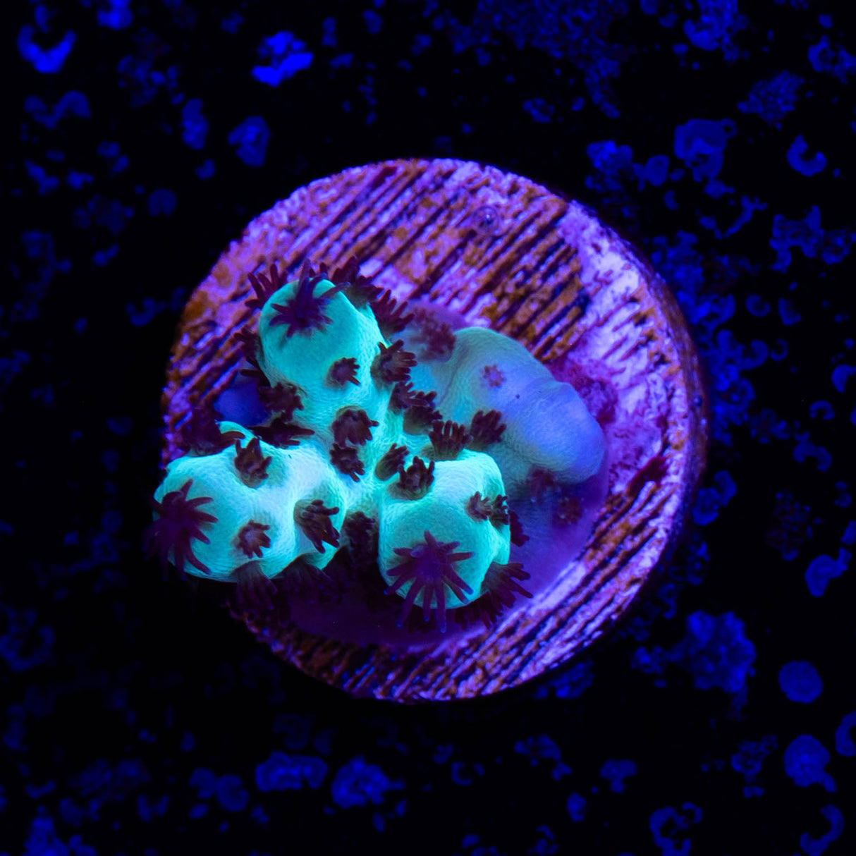 WWC Cookie Monster Acropora