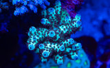 WWC Cookie Monster Acropora