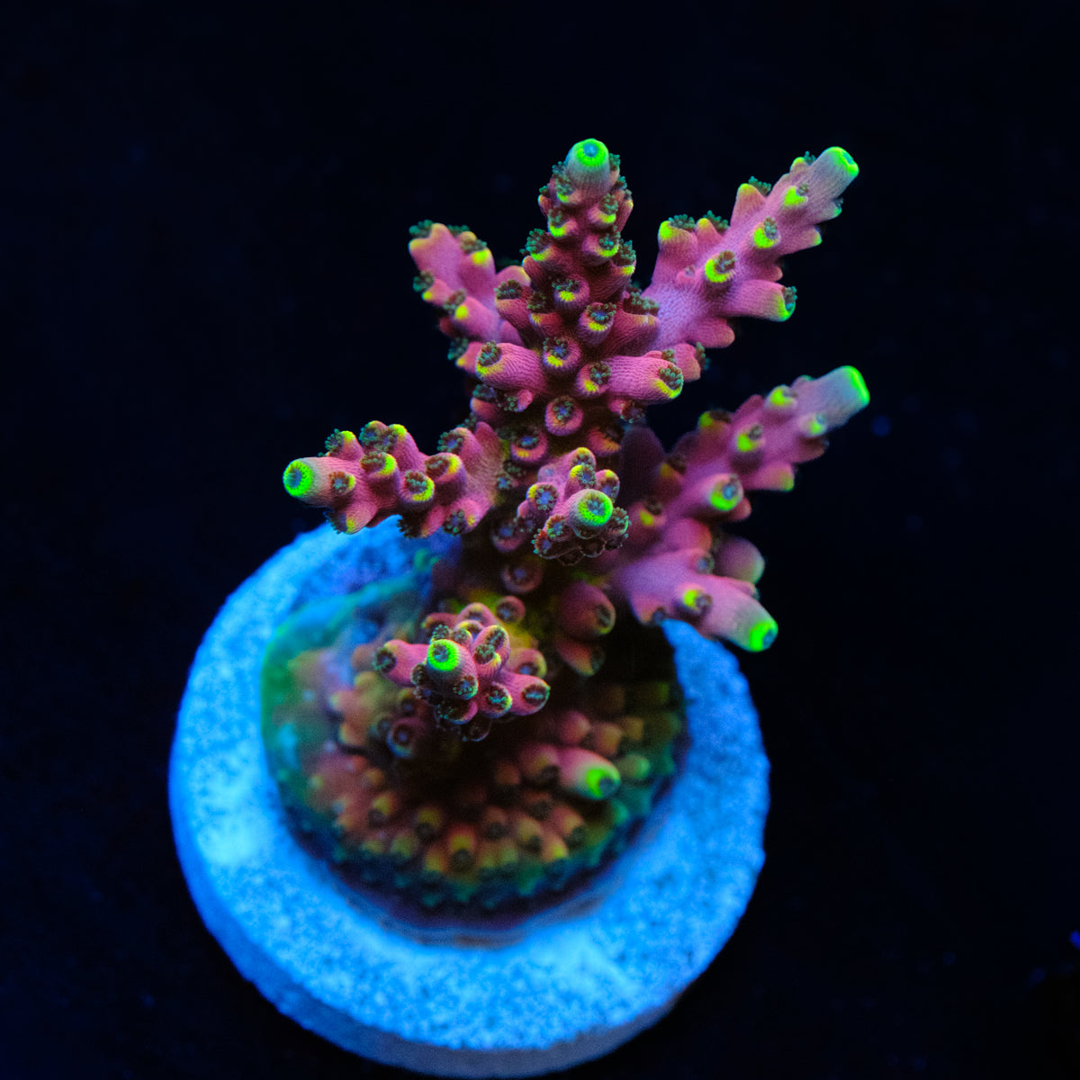 WWC Kobe Bean Acropora WYSIWYG - C4