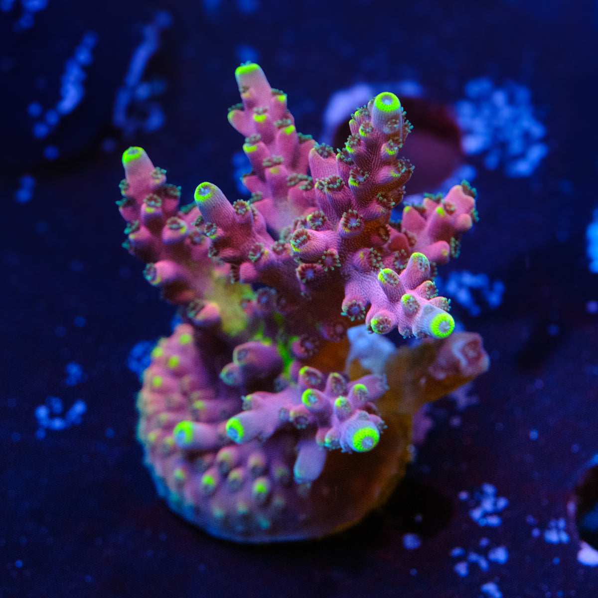 WWC Kobe Bean Acropora WYSIWYG - C4