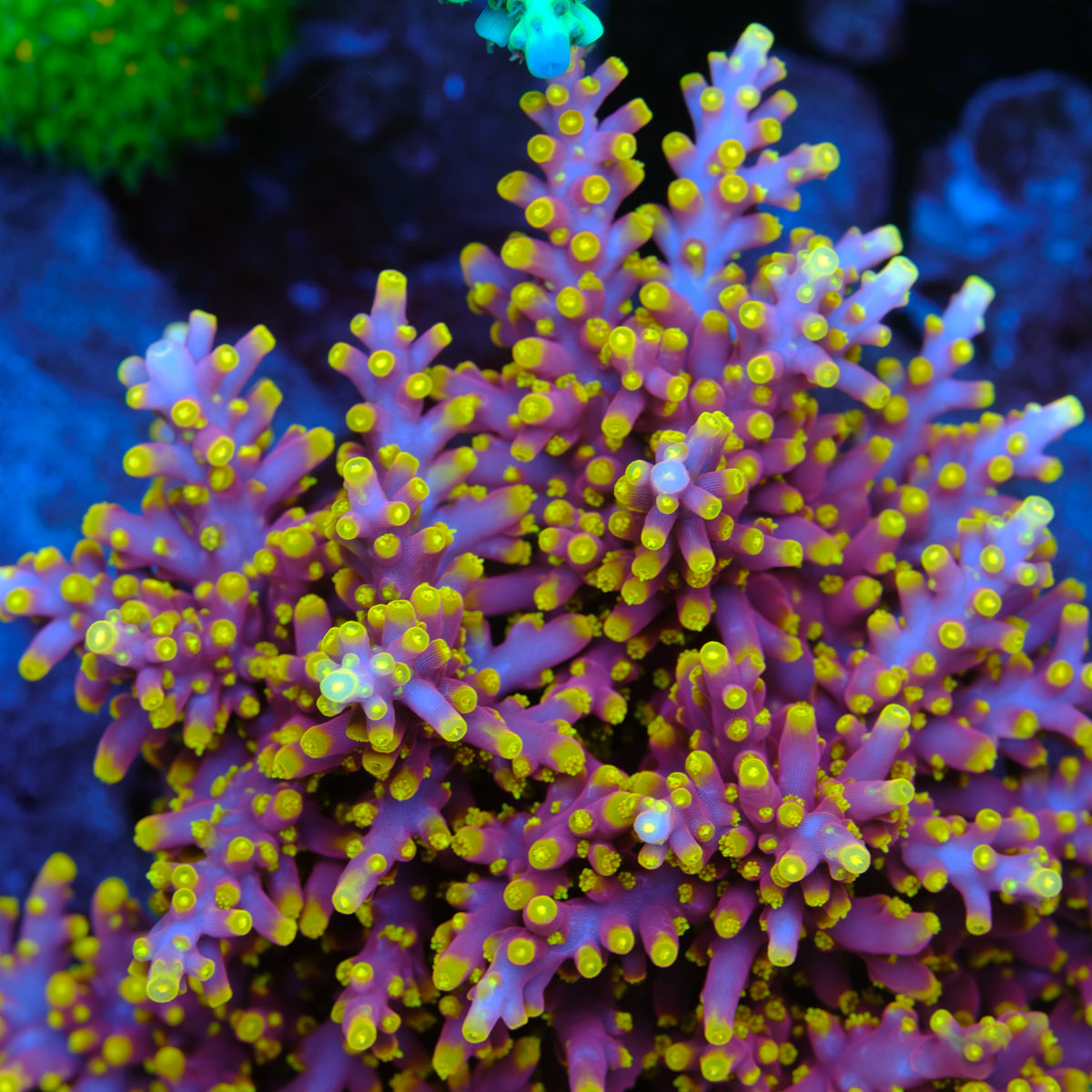 WWC Little Red Ferrari Acropora