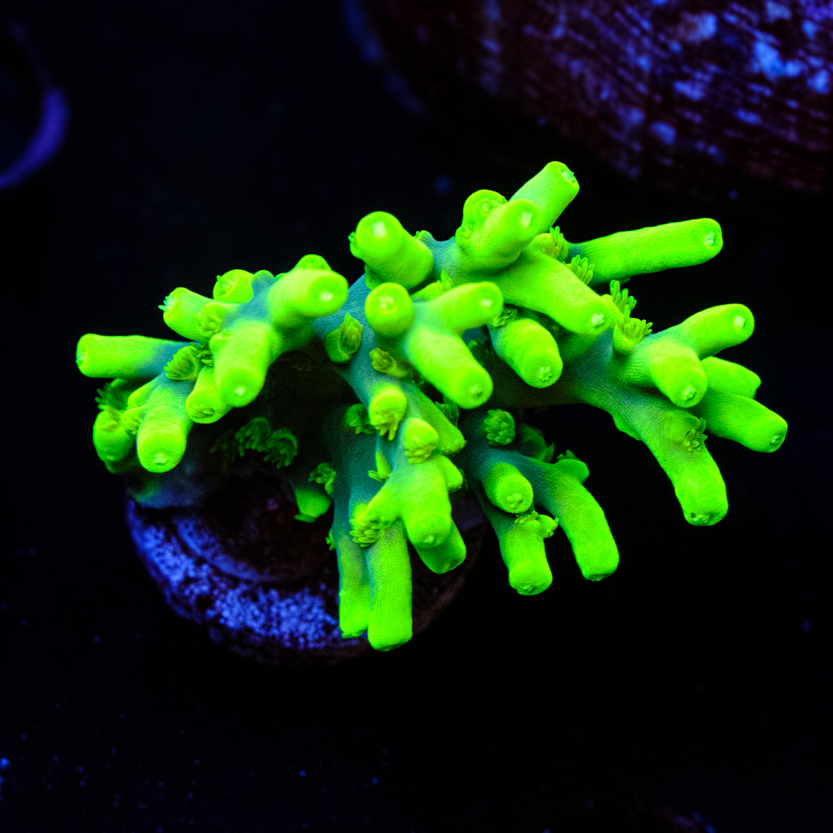 WWC Yoda Acropora WYSIWYG - G4