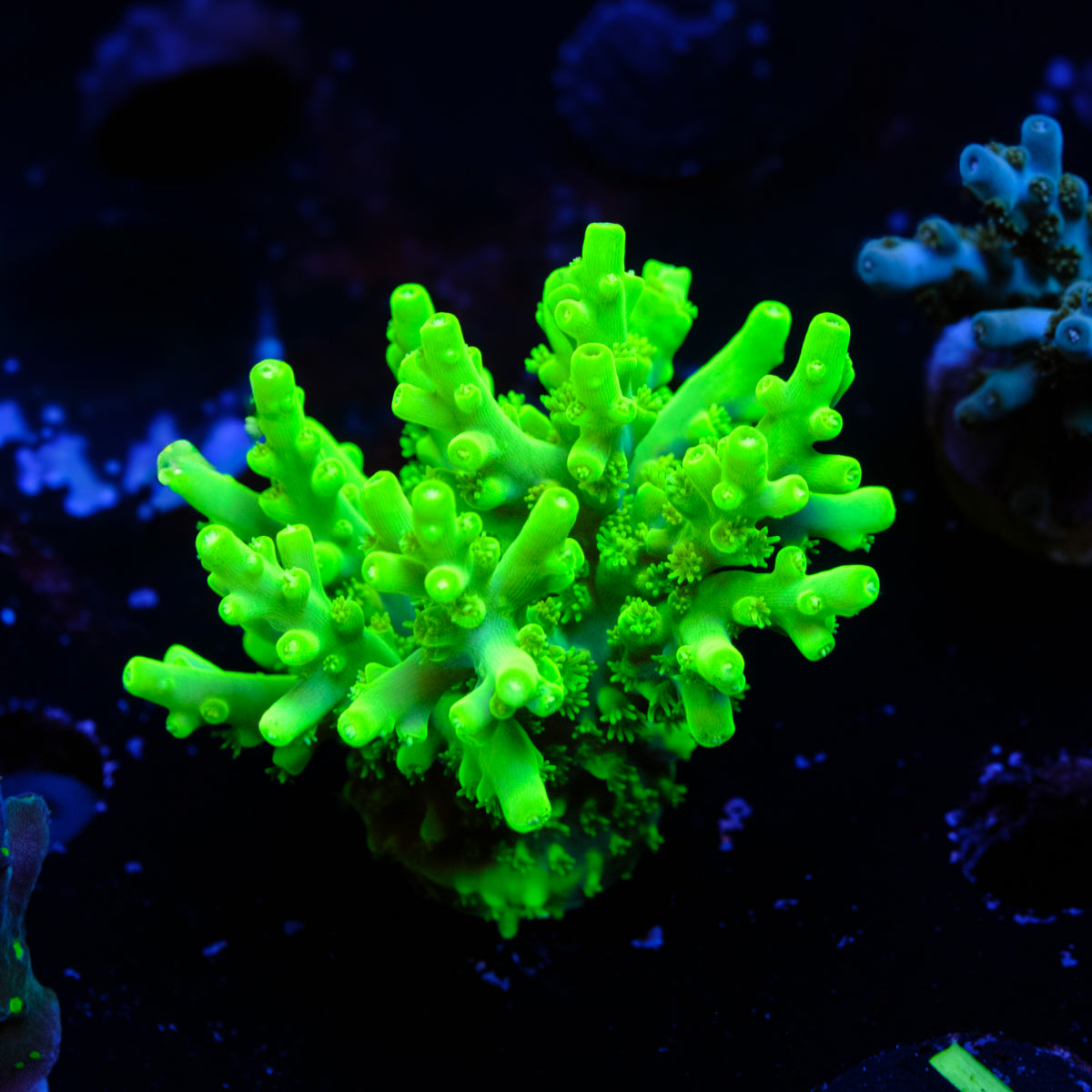 WWC Yoda Acropora WYSIWYG - S4