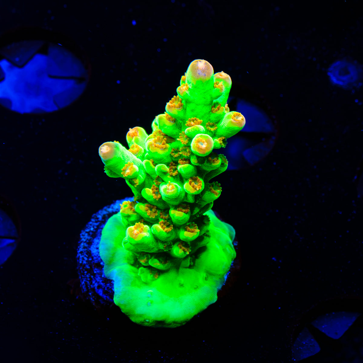 WWC Budgie Smuggler Acropora WYSIWYG - D6