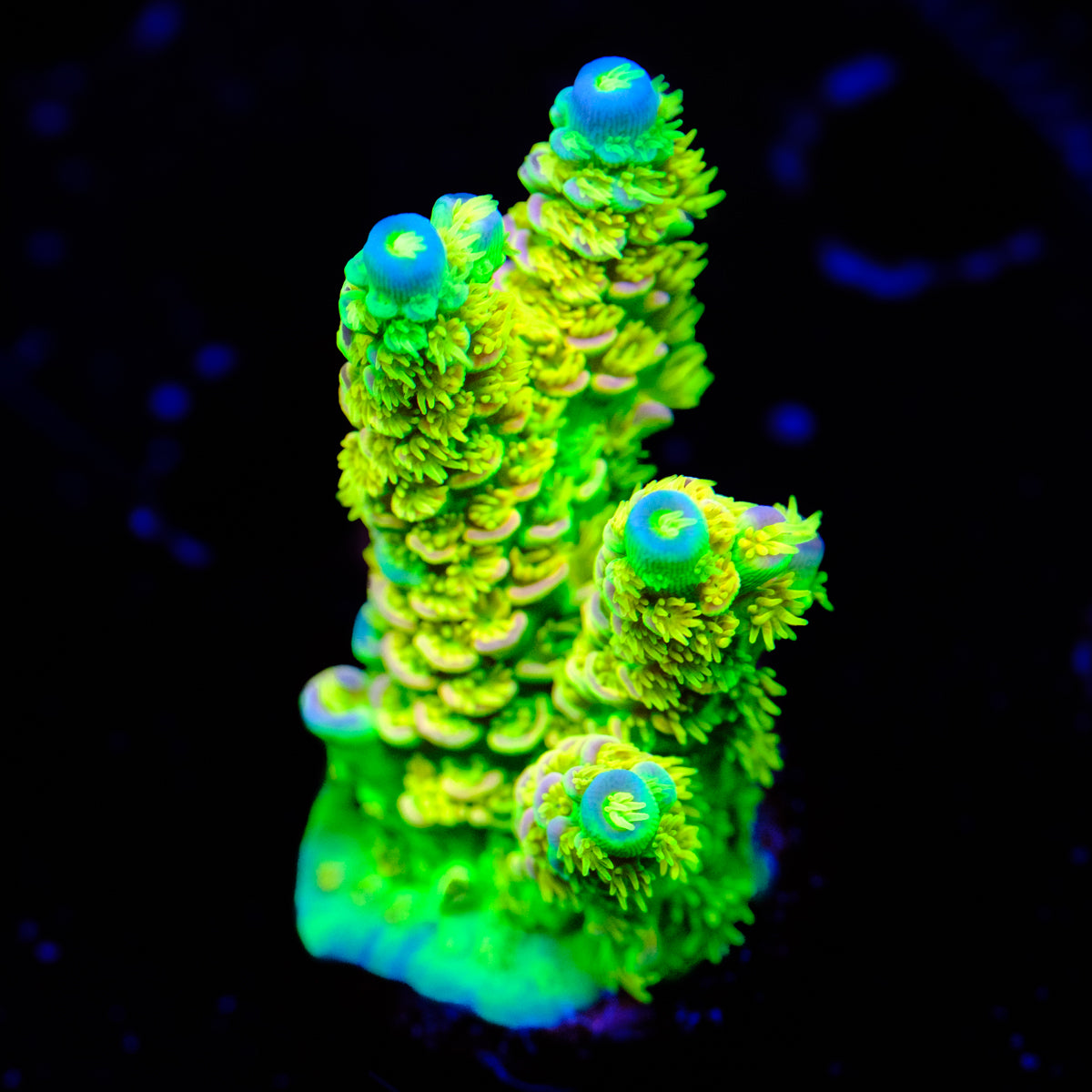 Walt Disney Acropora WYSIWYG - K2