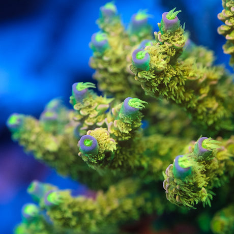 Walt Disney Acropora