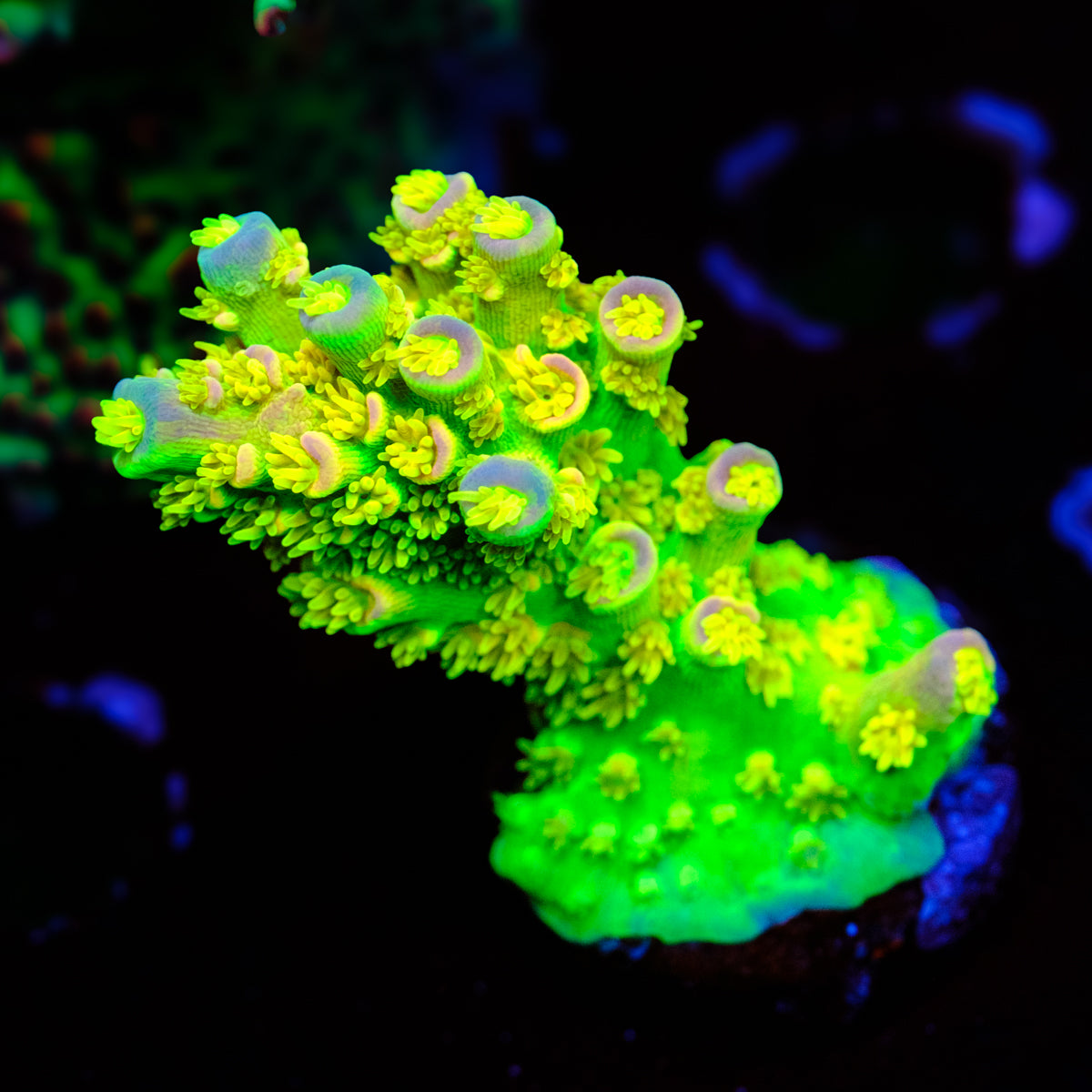 Walt Disney Acropora WYSIWYG - C2
