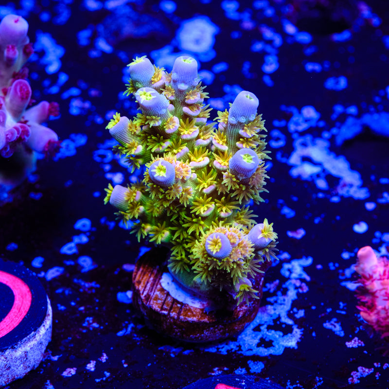 Walt Disney Acropora WYSIWYG - F2