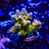 Walt Disney Acropora WYSIWYG - F2