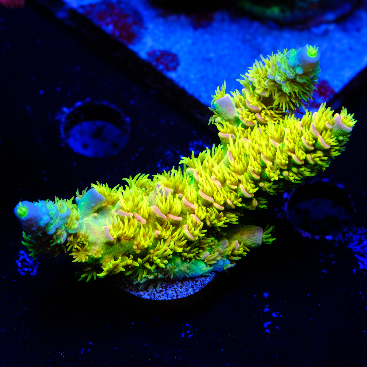 Walt Disney Acropora WYSIWYG - F4