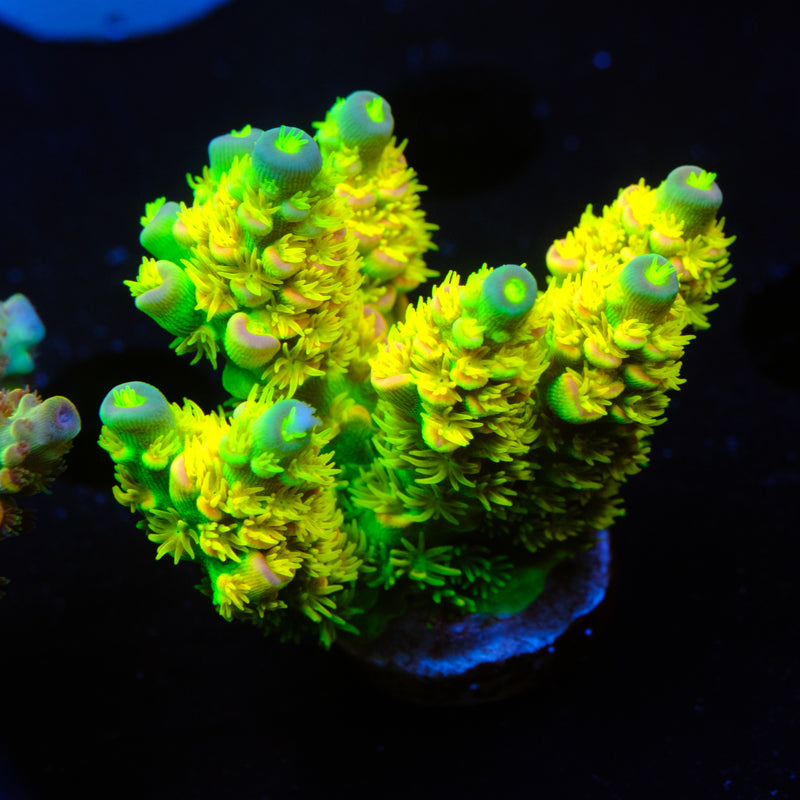 Walt Disney Acropora WYSIWYG - S2