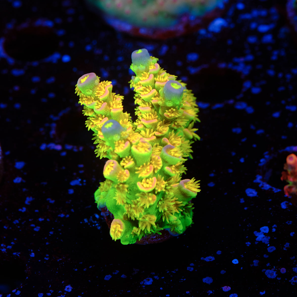 Walt Disney Acropora WYSIWYG - E2