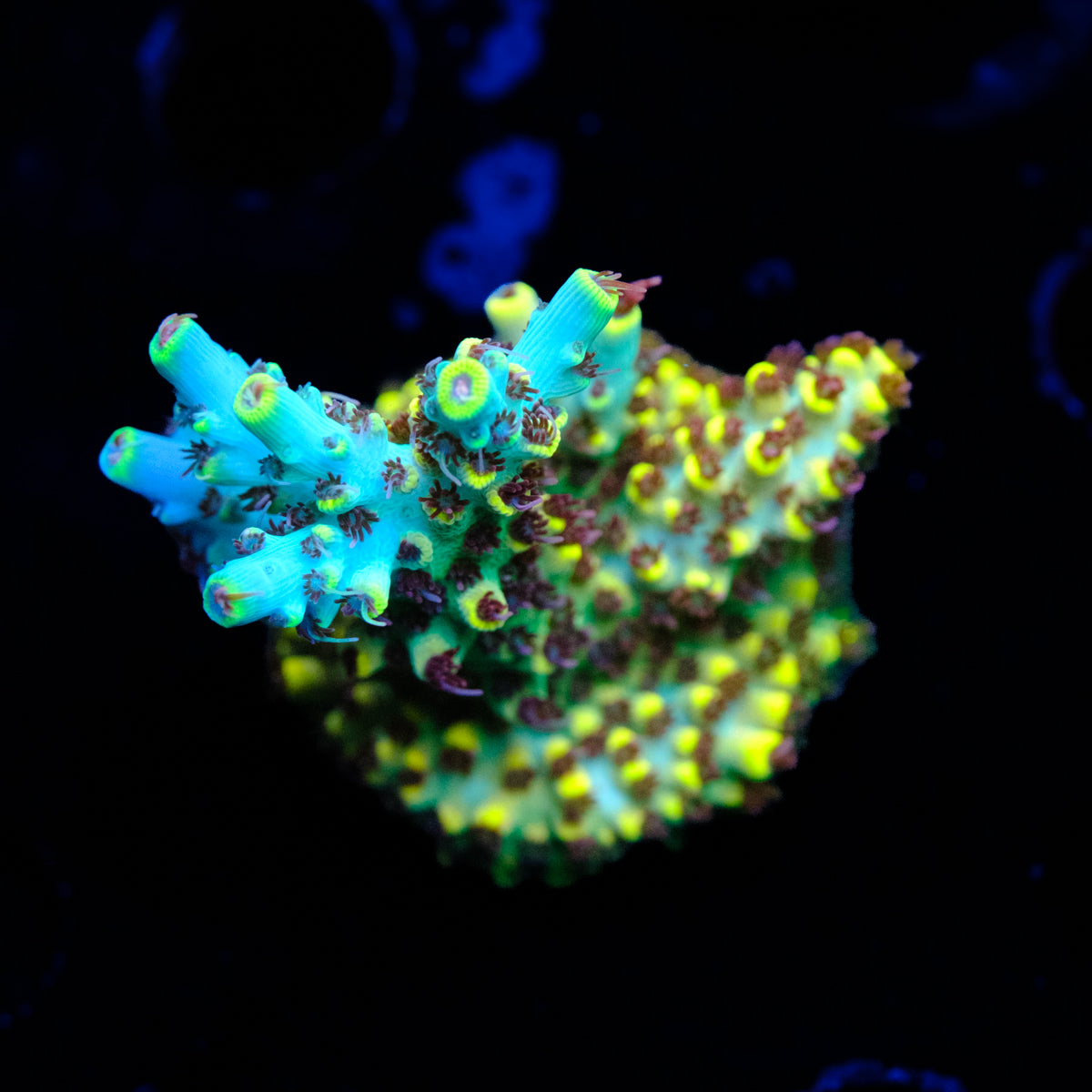 Z's Blue Floyd Acropora WYSIWYG - J2-4