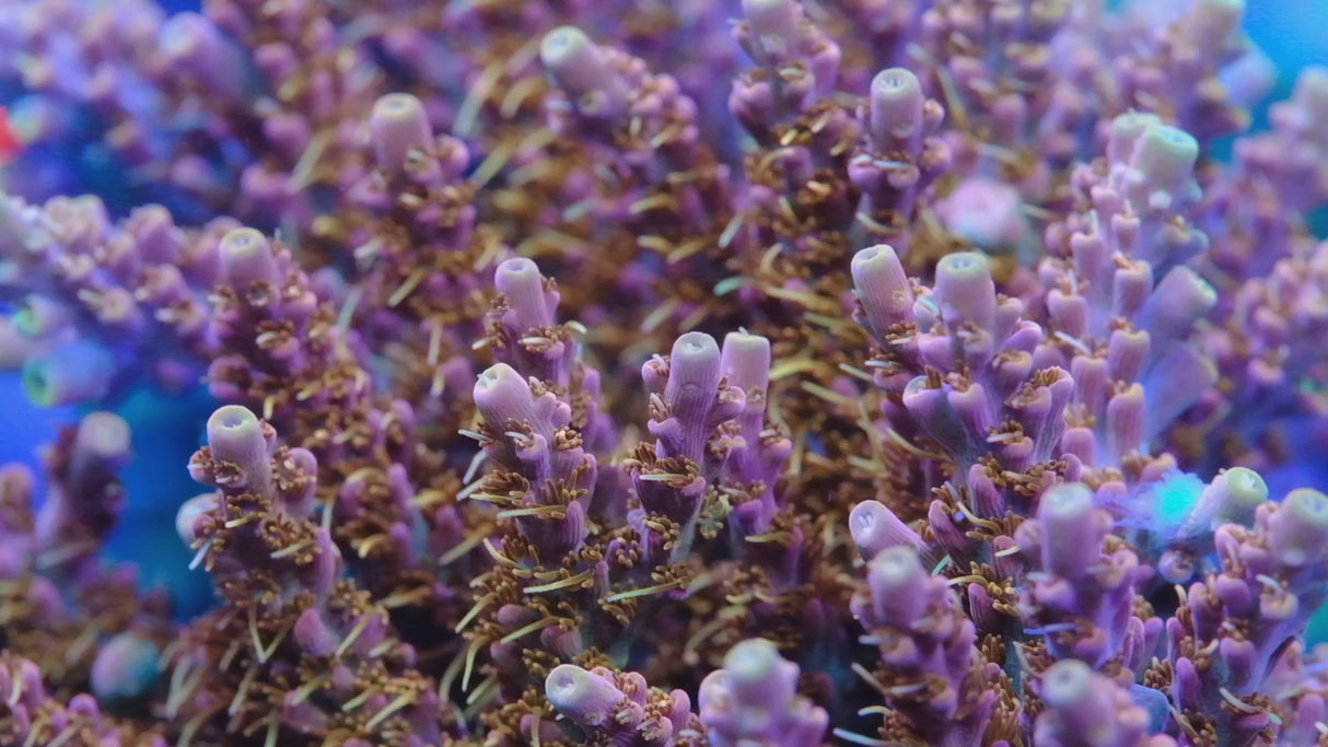 Voodoo Majick Acropora