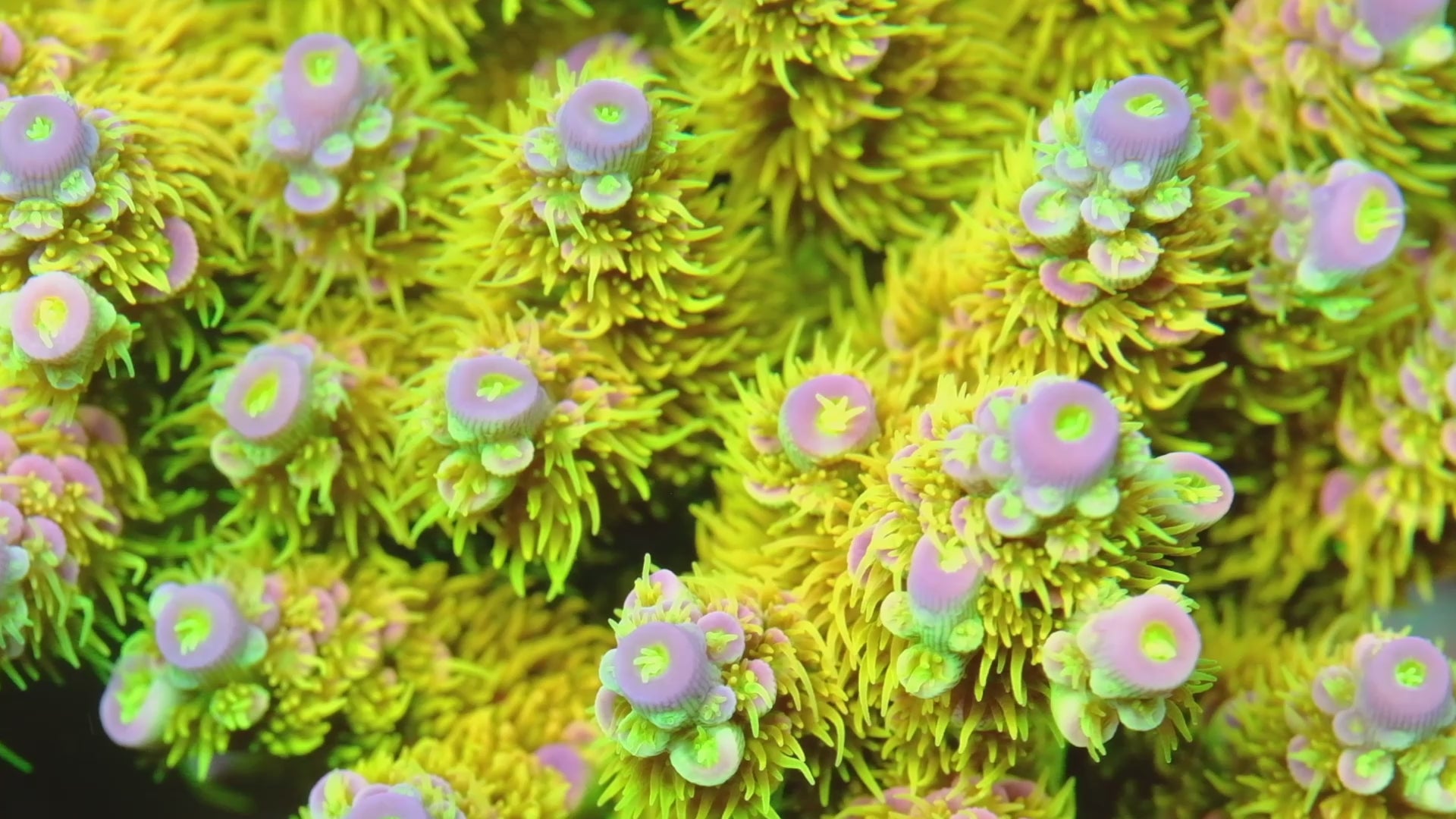 Acropora – Underwater Wonders