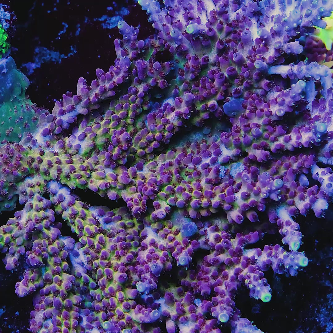 GWS Arcoiris Acropora