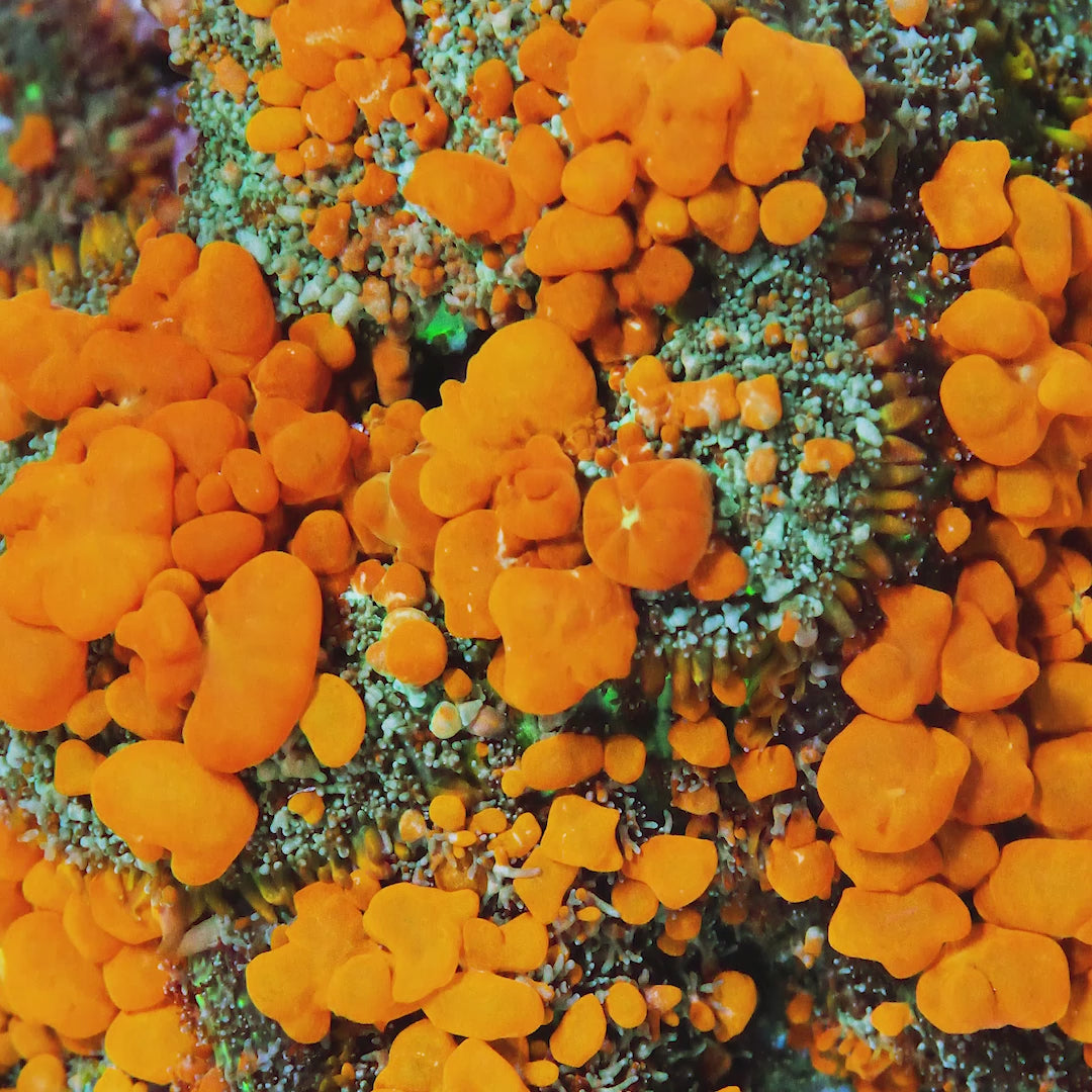 JF Sunkist Bounce Mushroom Coral – Underwater Wonders