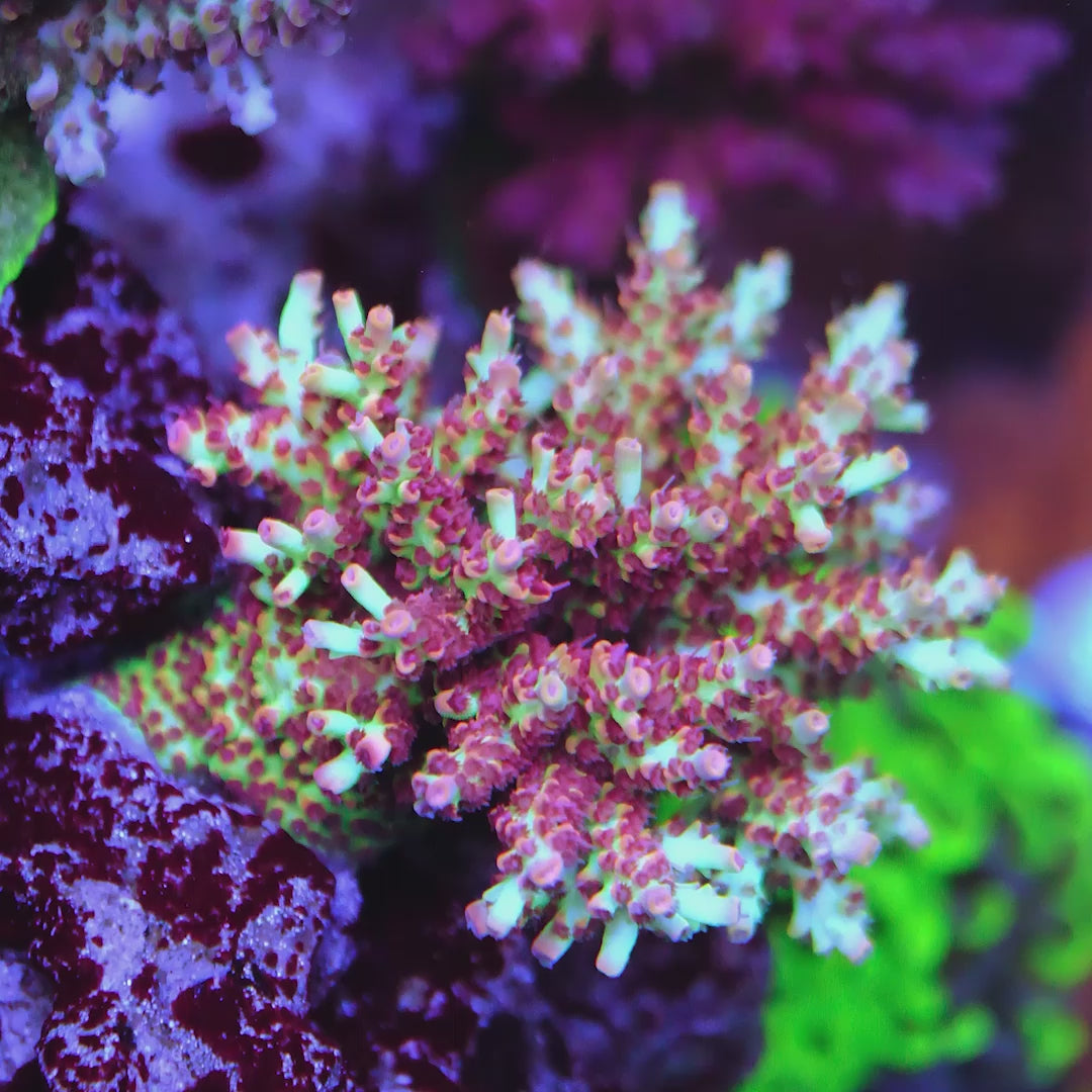 BC Hyperberry Acropora