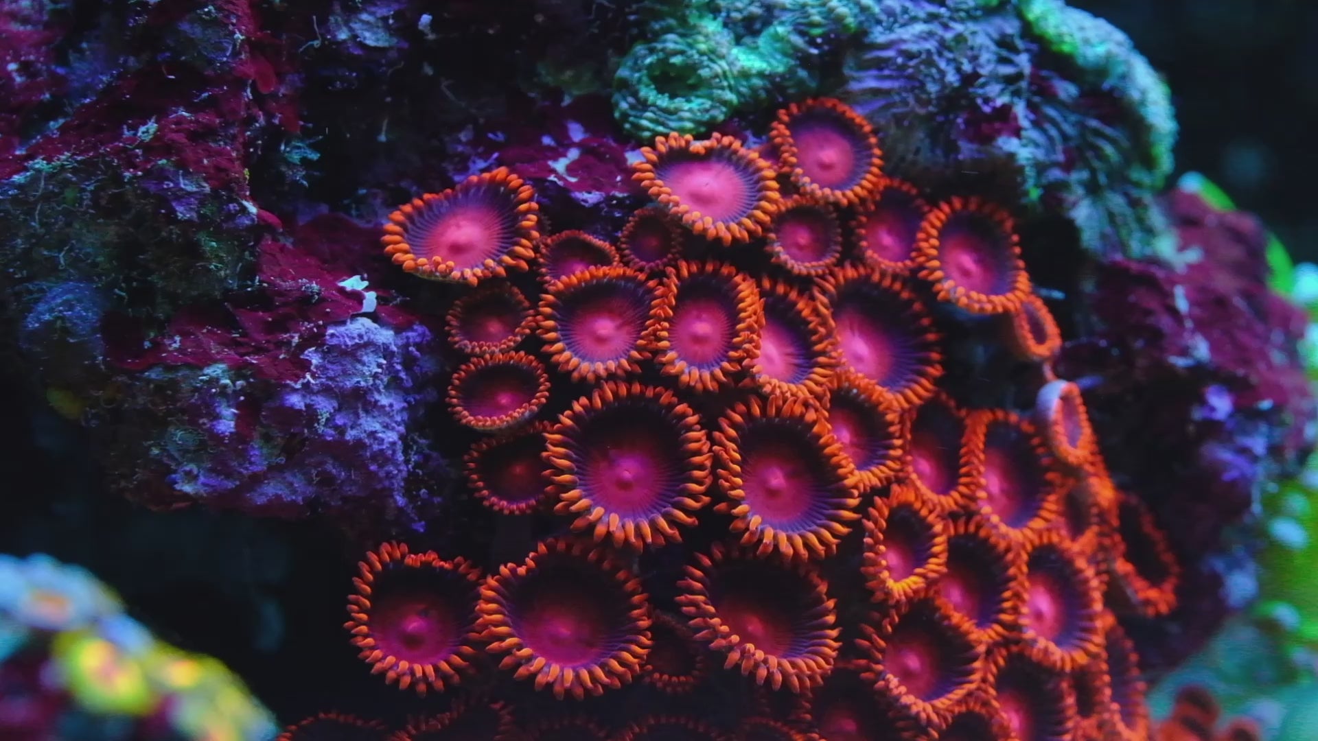 Zoas/Palys – Underwater Wonders