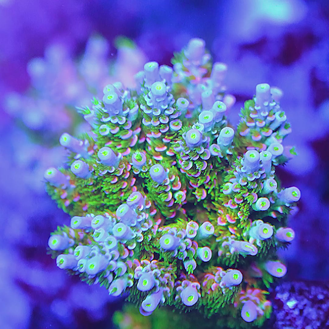 UW Better than Homewrecker Acropora