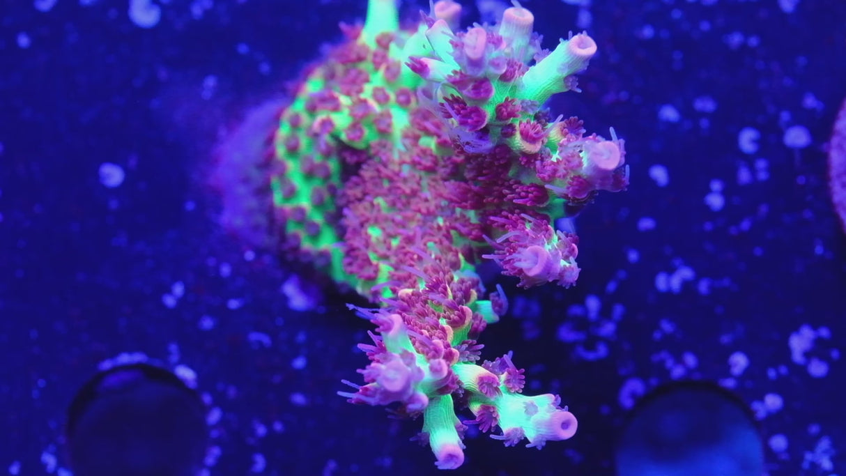 BC Hyperberry Acropora